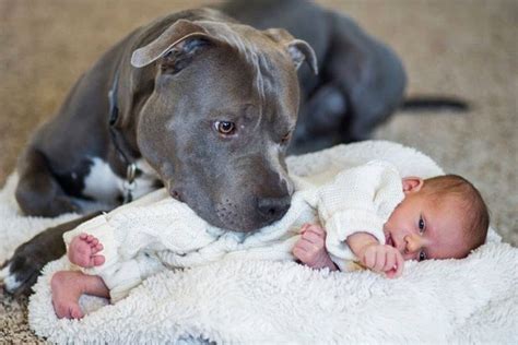 Are Pitbulls Safe Around Babies Things To Consider