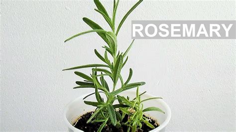 Growing Rosemary From Seeds Youtube