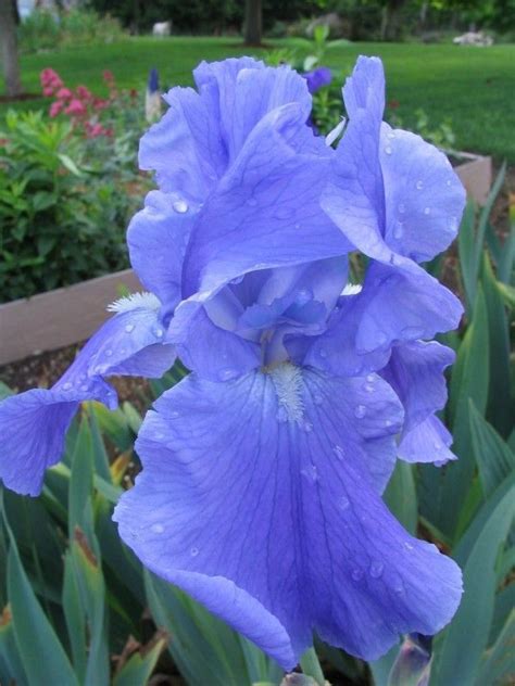 Flower bulbs are an easy way to boost the amount of color in your yard and garden. TALL BEARDED IRIS PLANTS BULBS RHIZOMES- Victoria Falls ...