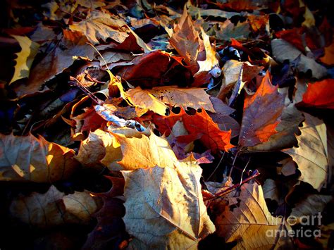 Rustling Autumn Golden Hour Leaves Photograph By Frank J Casella Pixels