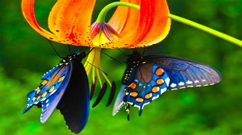 Cute Butterflies Are Hanging On Flowers 4k Hd Butterfly Wallpapers Hd