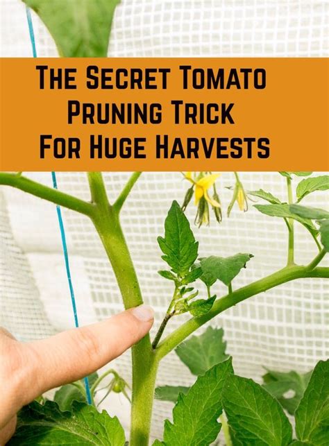 Stop Pruning Tomato Suckers And The Right Way To Prune Tomatoes Tomato