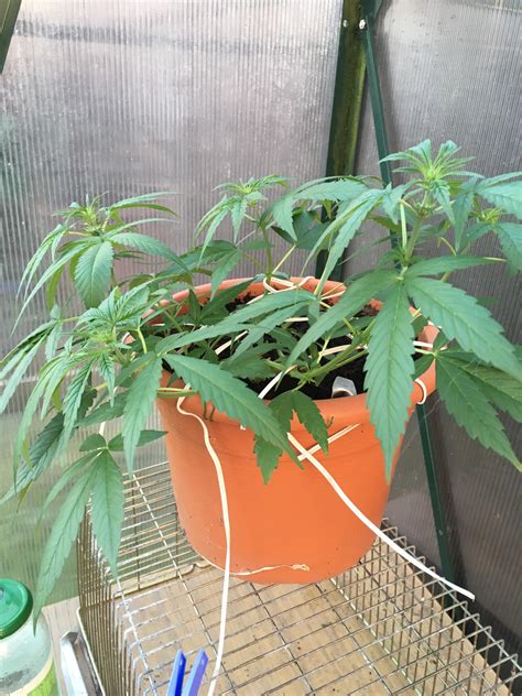 First Autoflower Of The Year First Time Low Stress Training R