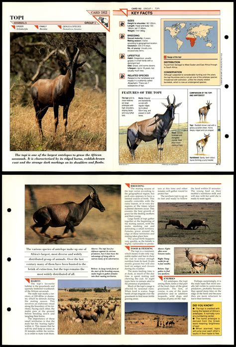Topi 162 Mammals Wildlife Fact File Fold Out Card
