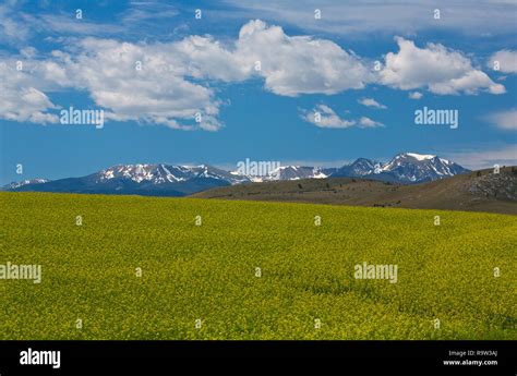 Canola Grows In A Field Fronting The Tobacco Root Mountains In Montana
