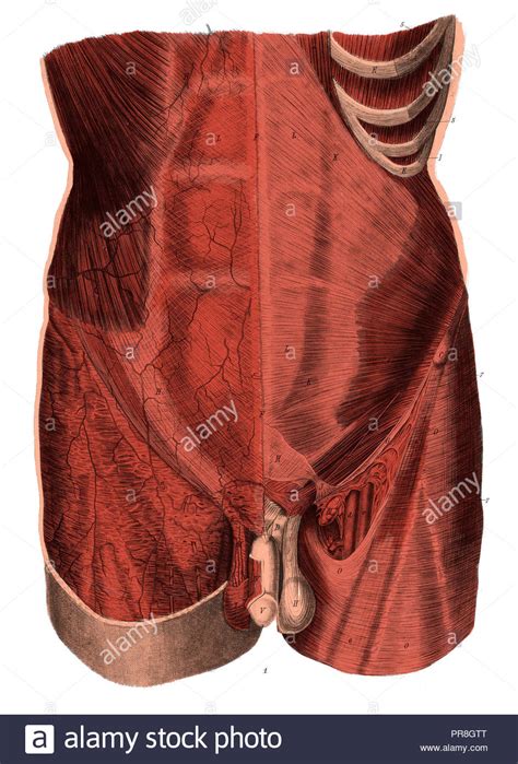 3d Abdomen Abdominal Anatomical Hi Res Stock Photography And Images Alamy
