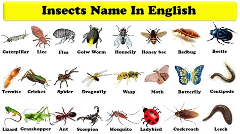 Insects Pictures With Names For Kids