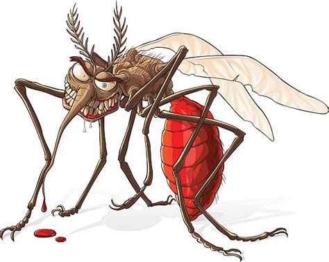 Mosquito Flying Illustrations Royalty Free Vector Graphics And Clip Art