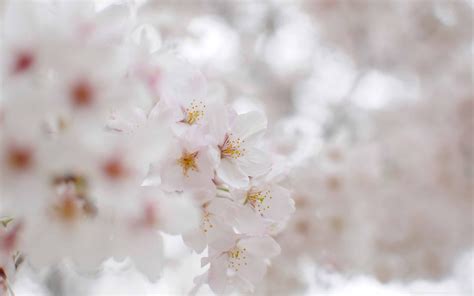 White Cherry Blossom Macro Mac Wallpaper Download Allmacwallpaper
