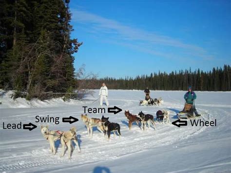 Dog Sledding Vacationsall You Need To Know About Dog Sledding