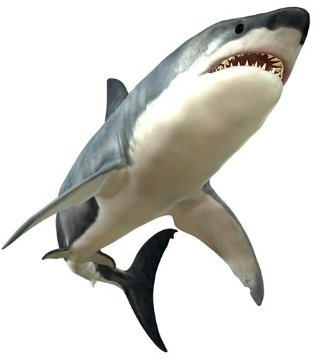 Great White Shark Bull Shark Furious Big White Shark Png Download
