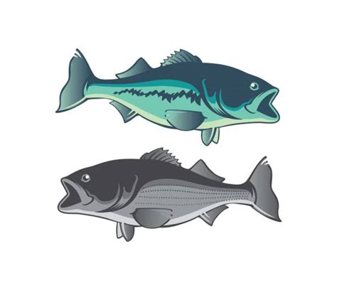 Best Striped Bass Illustrations Royalty Free Vector Graphics And Clip Art Istock