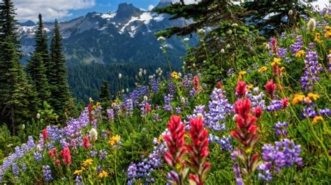 Montagne Prairie Daltitude Fleuries Photo Gratui Fond Ecran Hd