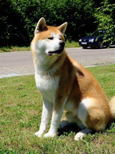 Hokkaido Dog Breed Information All You Need To Know Dog Product Picker