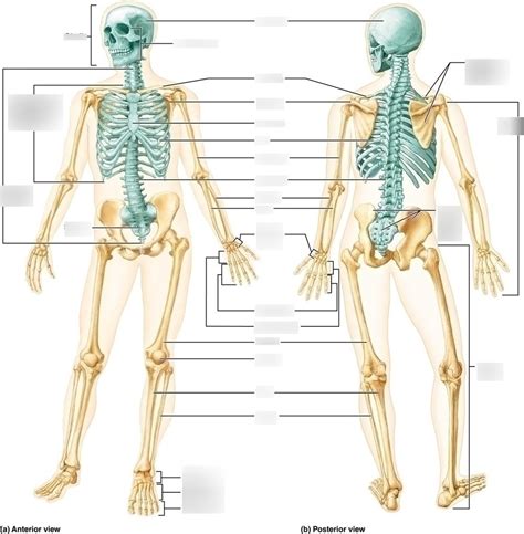 Anteriorposterior Skeleton Diagram Quizlet