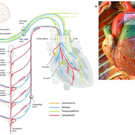 Overview Of Cardiac Innervation A Schematic Drawing Of The Cardiac