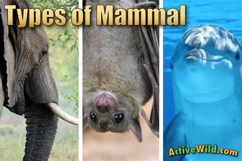 Types Of Mammals Pictures And Facts Learn About The Main Mammal Groups And How Different Mammals