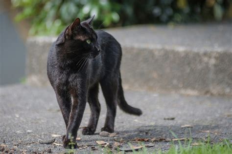 Comprender El Significado Espiritual De Los Gatos Negros Mininoses