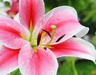 The Complete Guide To Pink Lilies: From Growing To Gifting