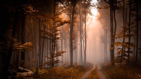 Foggy Fall Forest Pathway Backiee