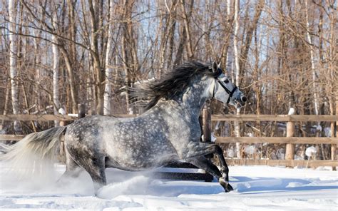 46 Horse In Snow Wallpaper Desktop On Wallpapersafari