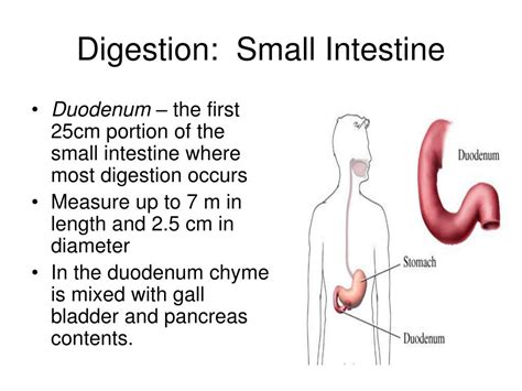 ppt the digestive system by d reis powerpoint presentation free download id 4907227