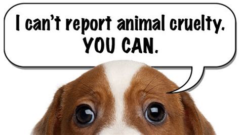 Petition Update · Help End Animal Abuse ·