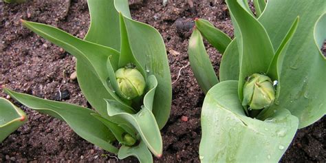 Tulipán Cuidados Plantación Y Reproducción