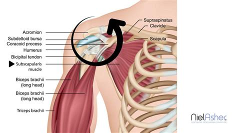 How To Find Trigger Points Subscapularis Shoulder Muscle Youtube