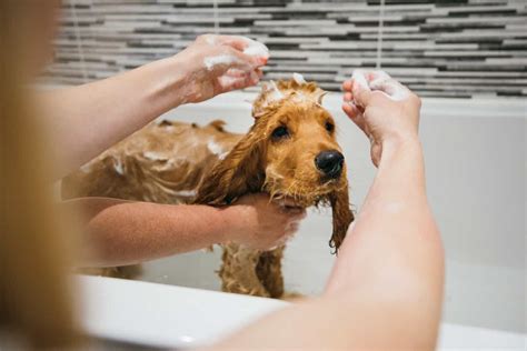 Why Are Dogs Afraid Of Having Baths
