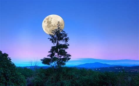 Wallpaper Sunlight Forest Sky Moon Moonlight Atmosphere Cloud