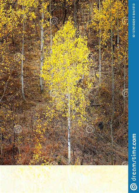 Autumn Aspen Trees Fall Colors Golden Leaves And White