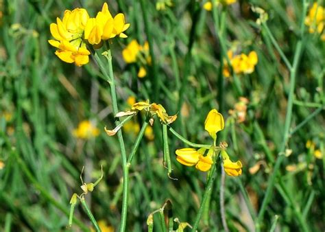 Coronilla Juncea L Arba Bajo Jarama