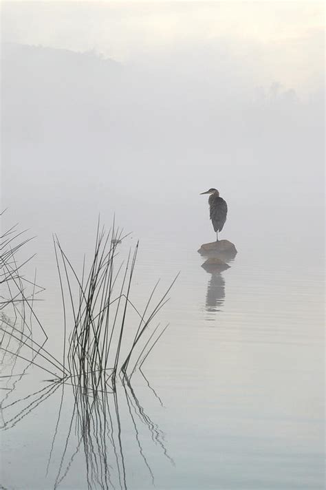 Heron In The Morning Mist Photograph By Eric Zhang Pixels