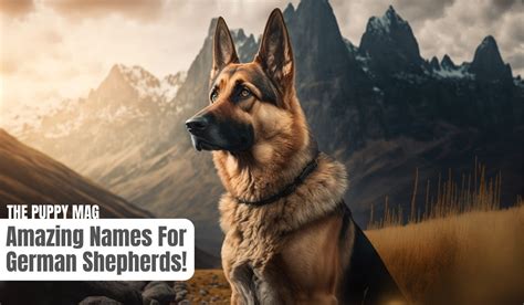 220 Exotic Names For German Shepherds Badass The Puppy Mag