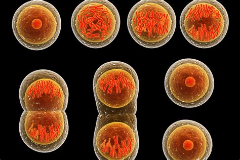 Cells divide by mitosis for growth and repair. Cell Division