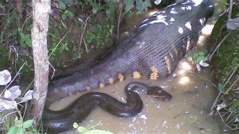 Les Impressionnantes Images Dun Anaconda Qui Avale Une Proie Vidéo