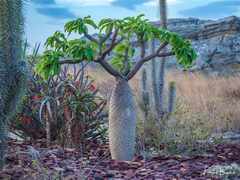 Madagascar Palm Pachypodium Lamerei With Octopus Tree D