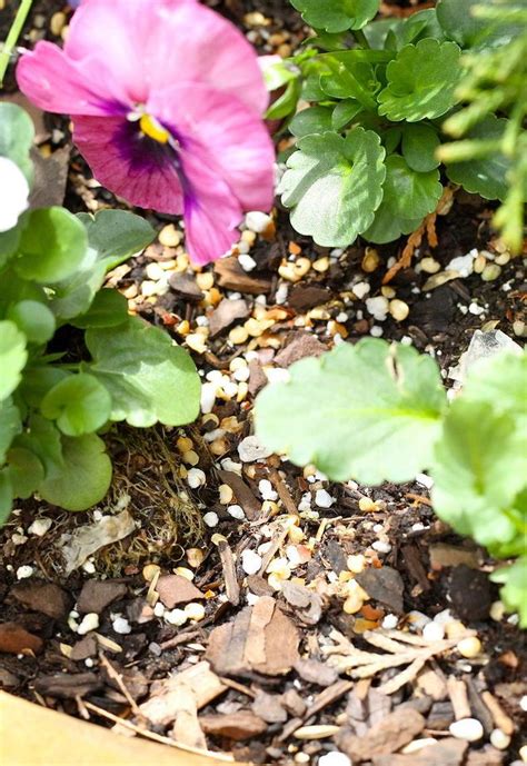 Unfortunately, your soft gardening soil is a prime digging preference and they are highly likely to be starting a digging fest in your. How To Keep Squirrels Out Of Planters | Plants, Garden ...