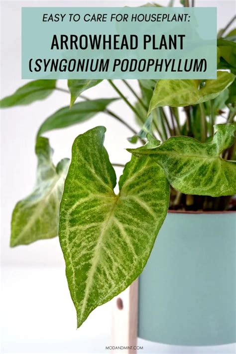 Arrowhead Plant Care Grow Indoor Syngonium Plants