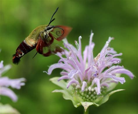 The downy woodpecker in ohio is whiter than downy woodpeckers in the west or northwest. Ohio Birds and Biodiversity: Hummingbird Clearwing moth