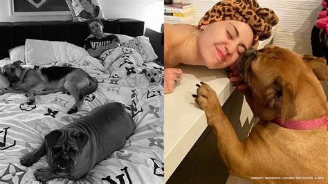 Singer Miley Cyrus Adopts Stray Dog From Fresno Abc7 San Francisco