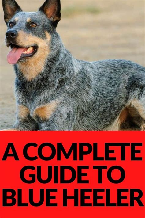 Blue Heeler A Complete Guide To The Australian Cattle Dog Artofit