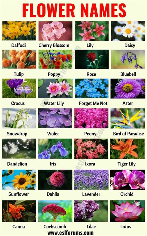 Pin By 🌸🌺sugar🌺🌸 On Aprendizaje Flower Names Types Of Flowers List