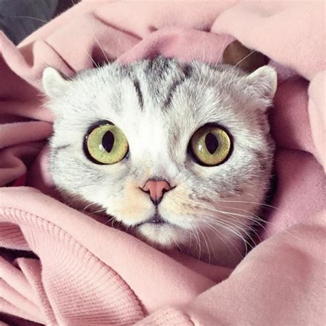 Meet Hana The Japanese Kitten With Eyes So Big She Looks