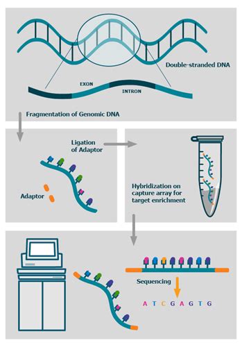 Whole Exome Sequencing Service Wes Sequencing Ngs