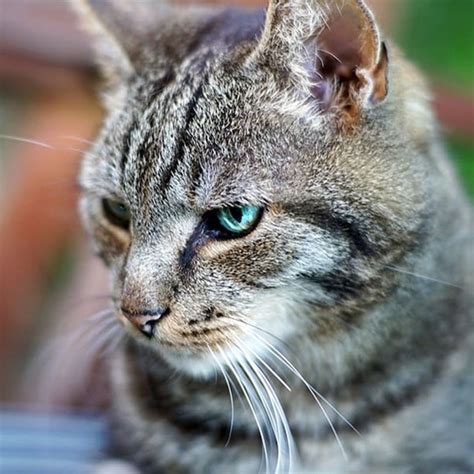 European Shorthair Full Profile Facts And Information