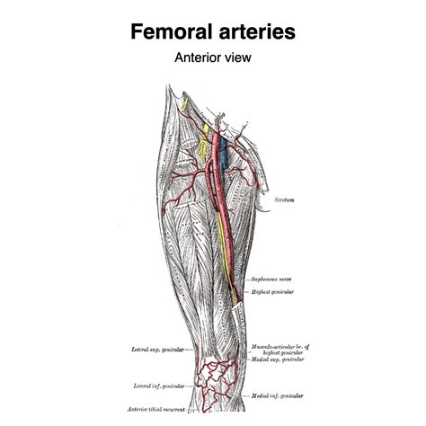 Femoral Artery Grays Illustrations Image