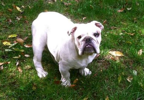 Contact us for more information to be placed on our waiting list. AKC English Bulldog for Sale in Hastings, Michigan ...