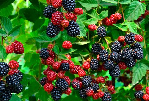 American Scientists Presented Three New Varieties Of Blackberries
